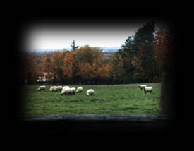 Hamshire grazing in the fall