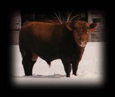 One of the herd sires
